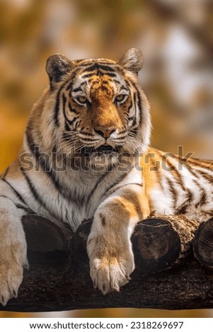 Siberian or Amur tiger with black stripes laying on wooden deck. Close view with sunny blurred background. Wild big cat