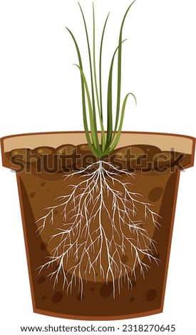 Root of onion plant vector illustration