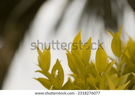 The flowers, grass and insects in the park in the warm orange light background. Warm color nature photo. Photo remove blurred background.