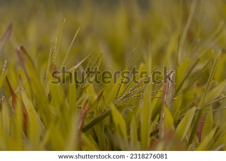 The flowers, grass and insects in the park in the warm orange light background. Warm color nature photo. Photo remove blurred background.