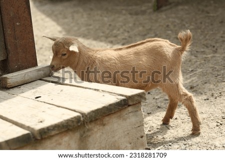 brown baby goat closeup photo on summer farm background