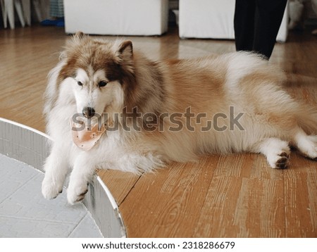 Picture of a chill dog is lying on the floor at home. Siberian Husky.