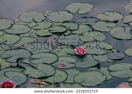 Water lily flower with green leaves.
Water lilies or lotus flower in a pond for text or decorative artwork. background image.