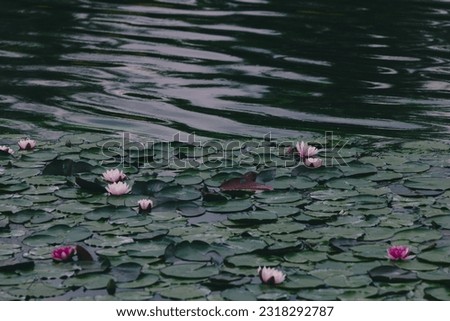Water lily flower with green leaves.
Water lilies or lotus flower in a pond for text or decorative artwork. background image.