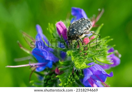 Mourning Rose Beetle on flower