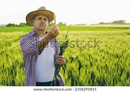 Man farmer checking the quality of wheat grain .