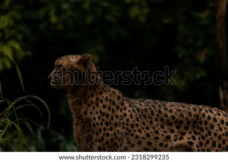 Cheetah profile portrait with a head on view, copy space for text, dark tones