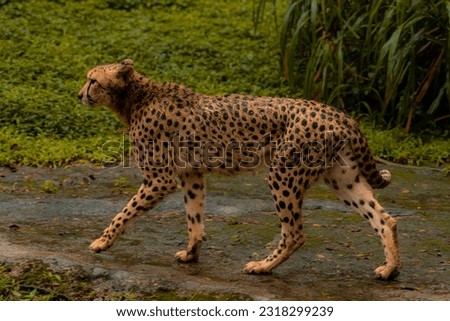 Detail cheetah walking on green background. Detail cheetah. Feline on the black. Very fast feline. fastest undomestic cat. Rainy day