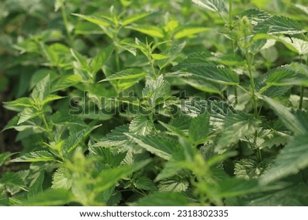 Bush of stinging-nettles. Nettle leaves. Top view of the photo. Botanical pattern. Greenery common nettle. Royalty-Free Stock Photo #2318302335