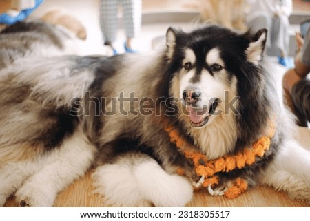 Picture of a chill dog is lying on the floor at home. Alaskan Malamute.