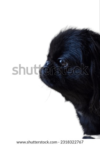 Side view of black pekingese dog. Beautiful Black dog isolated on white background