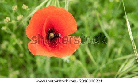 open bud of red poppy flower in the field .blurred background with copy-space