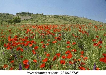 Field with poppies in the mountains of Armenia.
