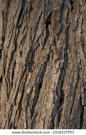 Photos with wood backgrounds. Various textures in wood tones. The texture is suitable for the screensaver of your phone, for a poster or desktop. For designers. For advertising. For building stores.