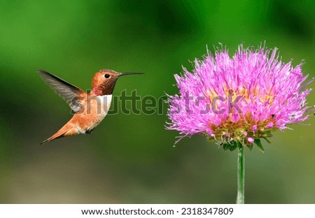 The photo showcases the elegance of a hummingbird and a vibrant flower. The bird's colorful plumage, delicate features, and graceful pose complement the vivid, fragrant bloom. It captures a moment of 