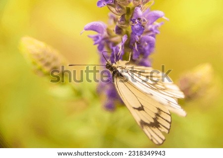 a butterfly with white wings collects pollen from a flower