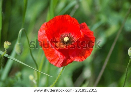 Gorgeous isolated red poppy flower in a green wild meadow: close up