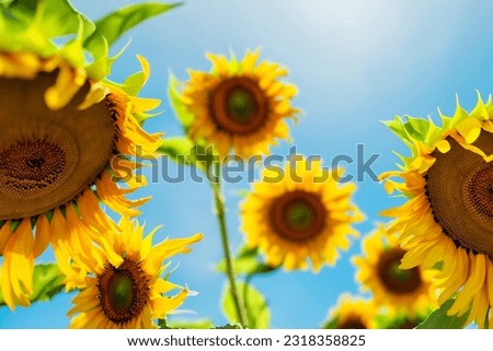 Warm sunset light and sunflower field wallpaper