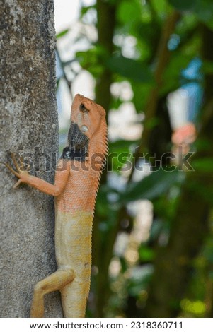 Witness the enchanting sight of a chameleon as it confidently climbs upward in the corner of a wall. Nature's marvels in motion, captured in this captivating photograph.