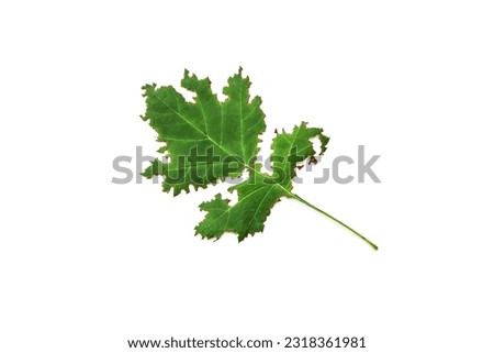 Green leaf of tree eaten by insects isolated on white background. Plant leaf disease.