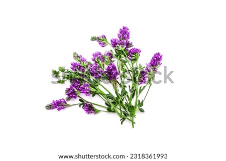 Bouquet of alfalfa plants with flowers on a white background.Forage grass for pets. Royalty-Free Stock Photo #2318361993