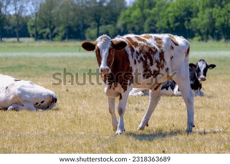 Selective focus of orange and white Dutch cow walking on green meadow, Holland typical polder landscape in summer, Open farm with dairy cattle on the grass field in countryside, Netherlands.
