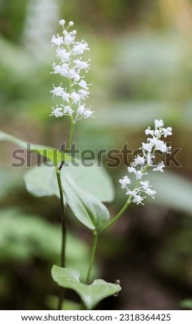 False lily-of-the-valley flowering in summer  Royalty-Free Stock Photo #2318364425