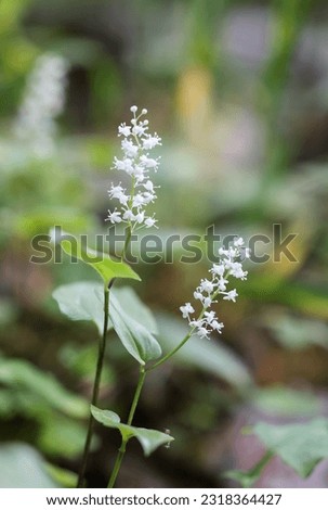 False lily-of-the-valley flowering in summer  Royalty-Free Stock Photo #2318364427