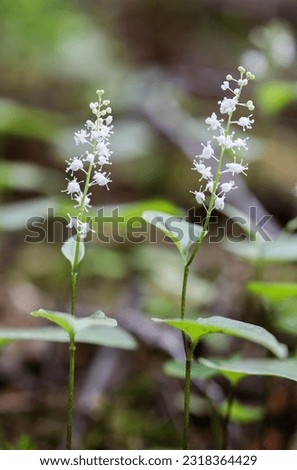 False lily-of-the-valley flowering in summer  Royalty-Free Stock Photo #2318364429