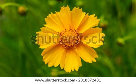 Yellow camomile on a blurry background. Summer. Web banner.
