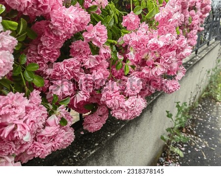 Pink flower, plant on the house fence. Damask rose  . Petals. on the concrete floor. Damascene .