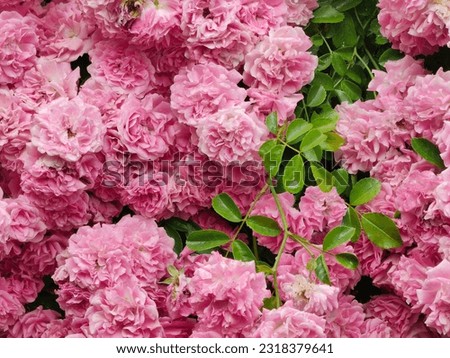 Pink flower, plant. Damascena rosa. Green leaves. Damask rose.  Minimalism.