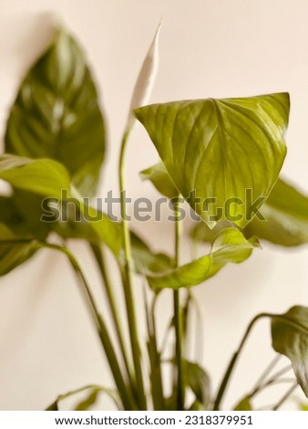 Picture of a green plant with large, broad leaves on a white background