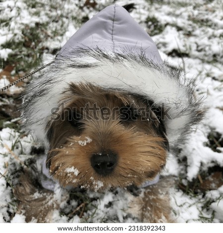 Macro photo winter dog puppy yorkie. Stock photo Yorkshire terrier dog puppy in snow