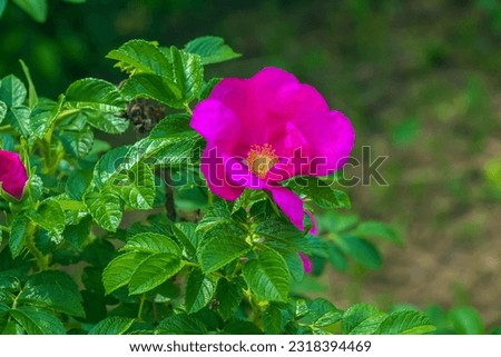 Pink rose rugosa.Blooming Rosa rugosa. Japanese rose. Summer flowers.Green leaves and pink flowers. Royalty-Free Stock Photo #2318394469