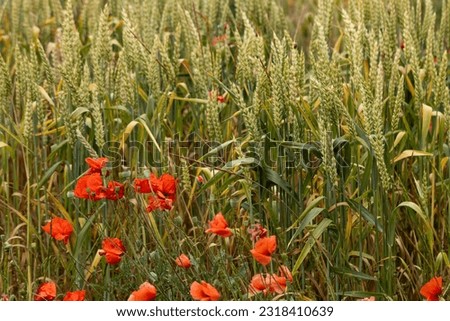 Amidst a sea of golden wheat spikes, nature paints a stunning picture with vibrant red poppy flowers. The wheat spikes sway gracefully in the breeze, their slender forms reaching towards the heavens.