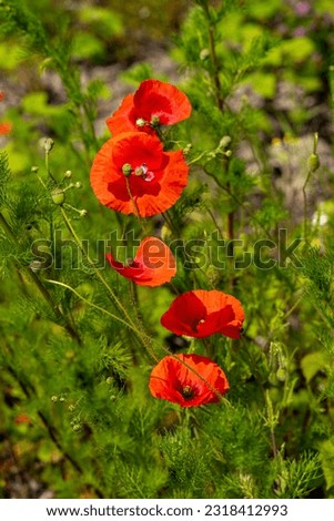 Spring flower meadow of poppies and chamomile