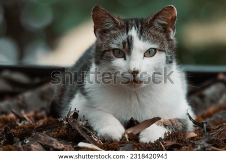 photo of a cat in the countryside

