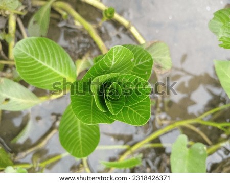 beautiful patterned unique leaf portrait
