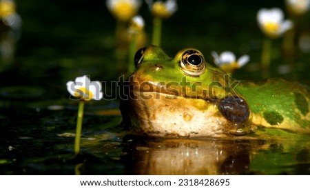 A frog is resting in the lake Royalty-Free Stock Photo #2318428695