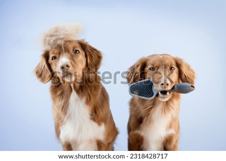 Two nova scotia duck tolling retriever dogs holding a brush in its mouth, groomer, grooming, dog shedding season Royalty-Free Stock Photo #2318428717