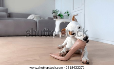 mini puppy dog bitting high shoes on living room.Jack russel chewing shoe biting  while holding it between paws in bad behavior concept Royalty-Free Stock Photo #2318433371