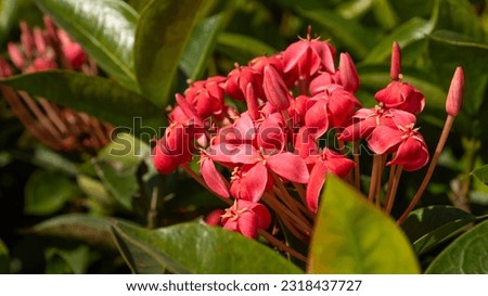 Close-up red Ixora is a beautiful bush in an outdoor garden and natural green foliage.
