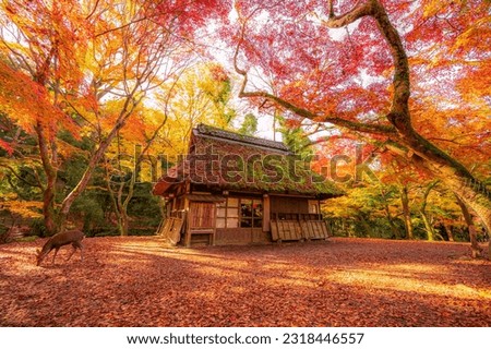 The famous tea shop in the red leaf season in Nara Japan. Royalty-Free Stock Photo #2318446557
