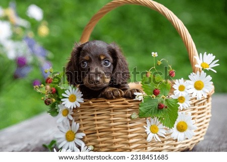Mini dachshund puppy in basket natural flowers background Royalty-Free Stock Photo #2318451685