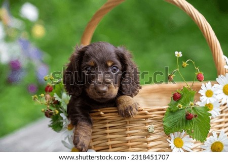 Mini dachshund puppy in basket natural flowers background Royalty-Free Stock Photo #2318451707