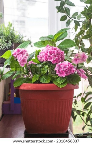 Purple hydrangea in the pot; House plant concept; vertical picture