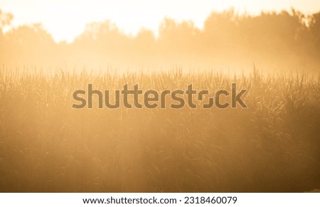 Drought, dust over the field in the rays of the setting sun. Blurred background. Impact of drought on agricultural crops.