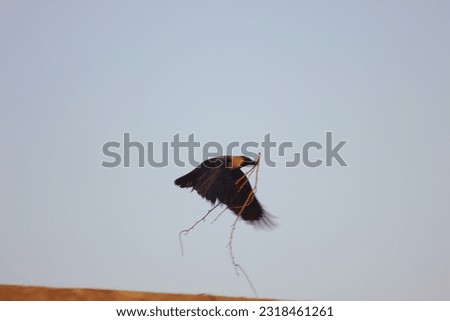 A Picture Of A Black Crow Holding A Wooden Stick In Mouth