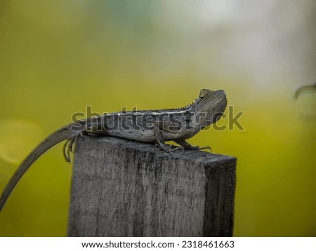 chameleon on a wooden isolated with green blurred yang.  reptile 